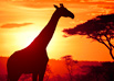 Afrique