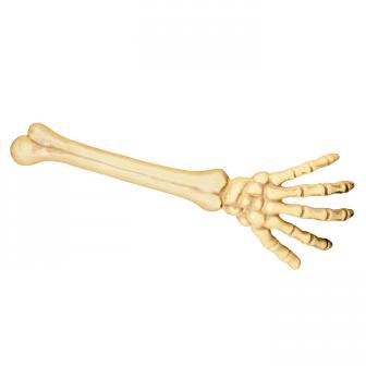 Bras de squelette 46 cm