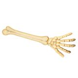 Bras de squelette 46 cm