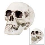Crâne avec mâchoire mobile 18 cm